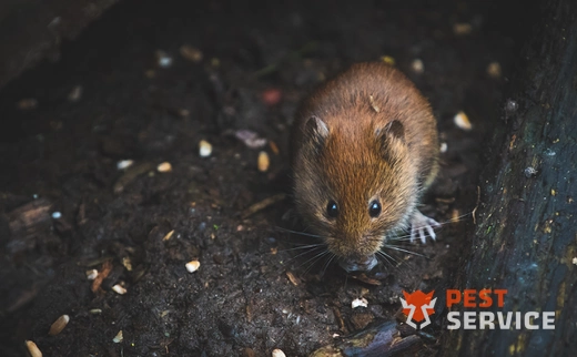 Дератизация в Алматы